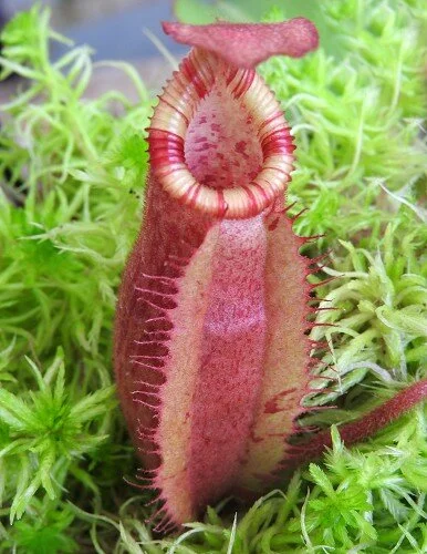 食虫植物N. villosa Kinabalu WP (ネペンテス　ビロサ) 食虫植物N. villosa Kinabalu WP (ネペンテス ビロサ) Nepenthes